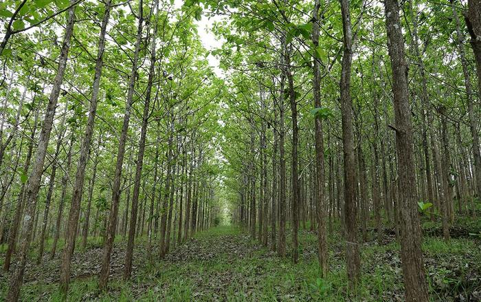 Teak plantation forest (Java Island)