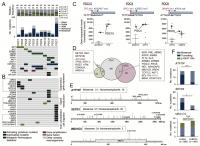 Somatic Gene Alterations Detected by Whole-Exome Sequencing (WES) and RNA-Seq Analysis