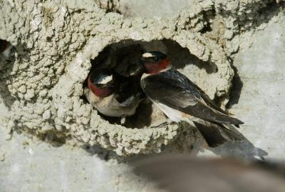 Living Birds at Their Nest
