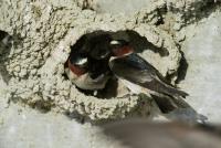Living Birds at Their Nest