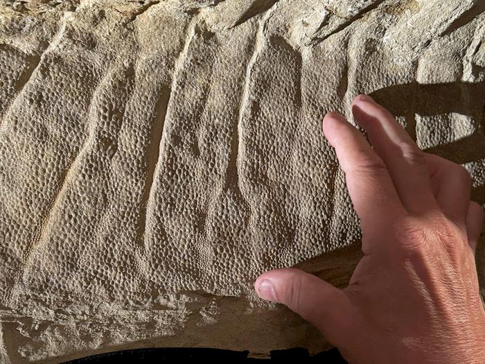 Scales on mummy crest