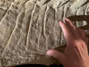 Scales on mummy crest