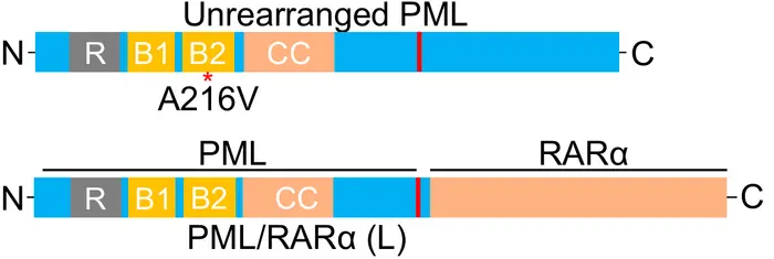 Domain structure of the unrearranged PML protein and P/R fusion proteins. Note the same RBCC domain (e.g., RING finger, B-box, and coiled-coil) in the N-terminus but different in the C-terminus.