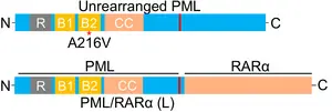 Domain structure of the unrearranged PML protein and P/R fusion proteins. Note the same RBCC domain (e.g., RING finger, B-box, and coiled-coil) in the N-terminus but different in the C-terminus.