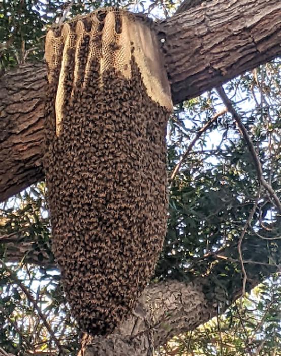 Wild hive