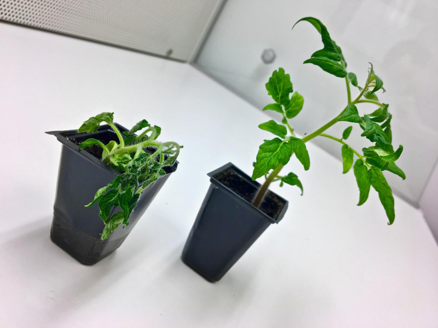 Will Tomato Plants Stay Healthy or Succumb to Disease? Ask the Soil Microbiome (1 of 3)