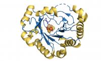 Viperin