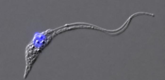 Study explains how the Chagas disease parasite ‘activates’ its form capable of infecting mammals