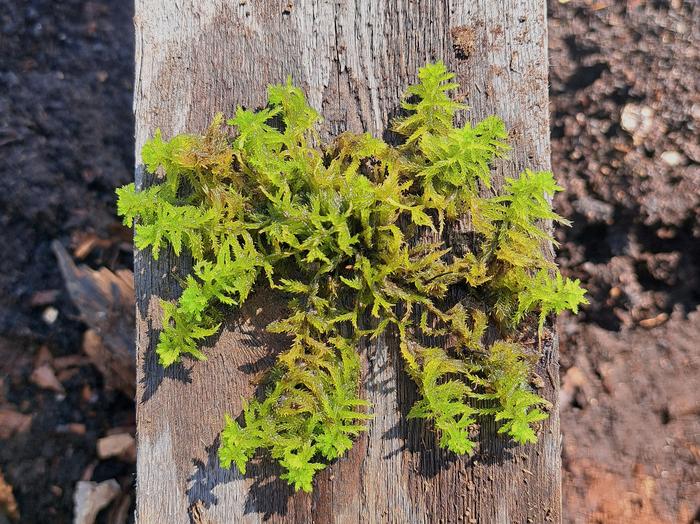 Sphagnum moss