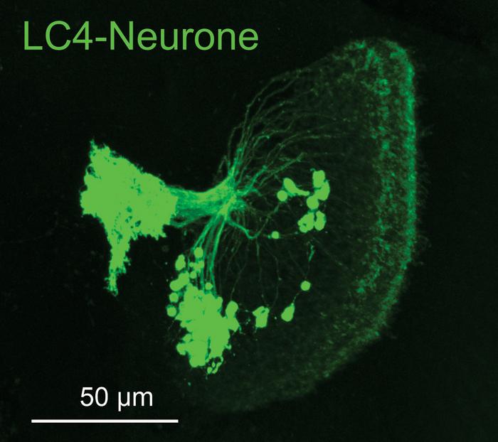 LC4 neuron cluster in the Drosophila fly brain.