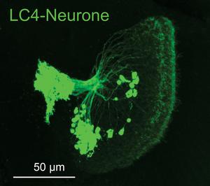 LC4 neuron cluster in the Drosophila fly brain.