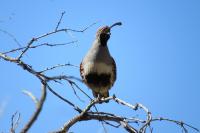 Male Gambel's Quail 