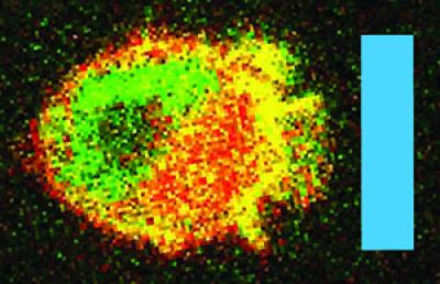 Immune Cell