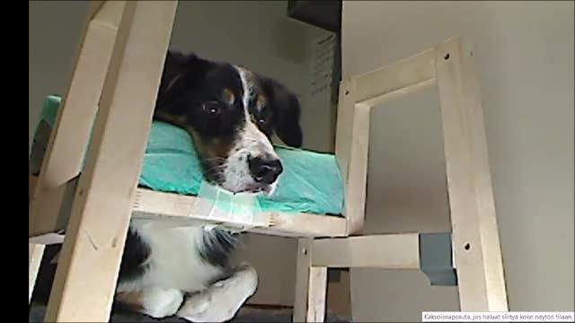Dogs Viewing Facial Expressions
