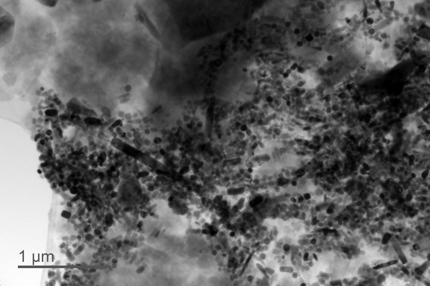 Transmission electron microscopy image of giant magnetofossils from Wilson Lake sediments.