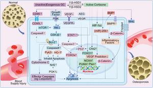 The detailed mechanisms and signaling pathways of GION.