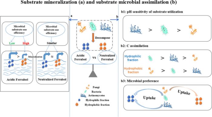 Soil pH determines microbial utilization strategy for straw-derived hydrophilic and hydrophobic fractions in a Ferralsol