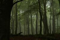 Beech (<i>Fagus sylvatica</i>) Forest