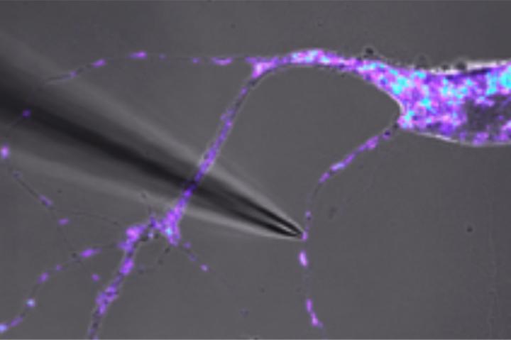 Isolating Mitochondria