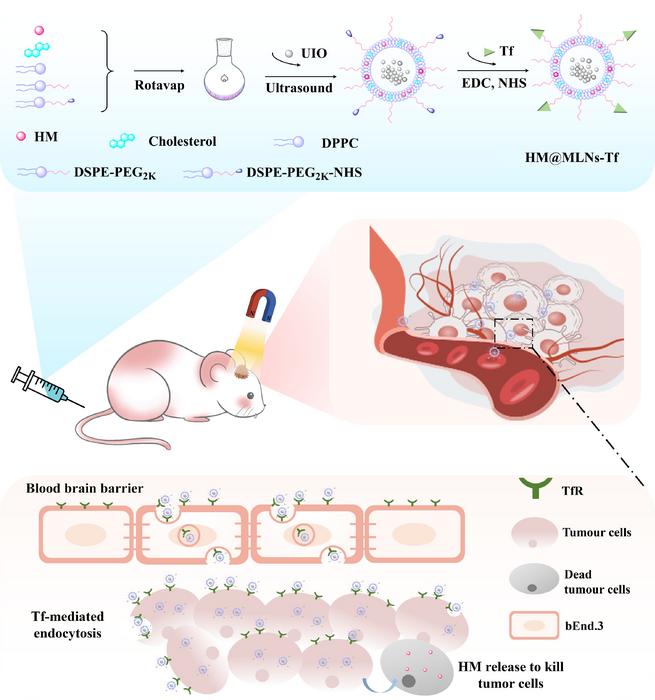 Magnetically guided, transferrin-modified nanoliposomes for targeted harmine delivery in glioblastoma therapy