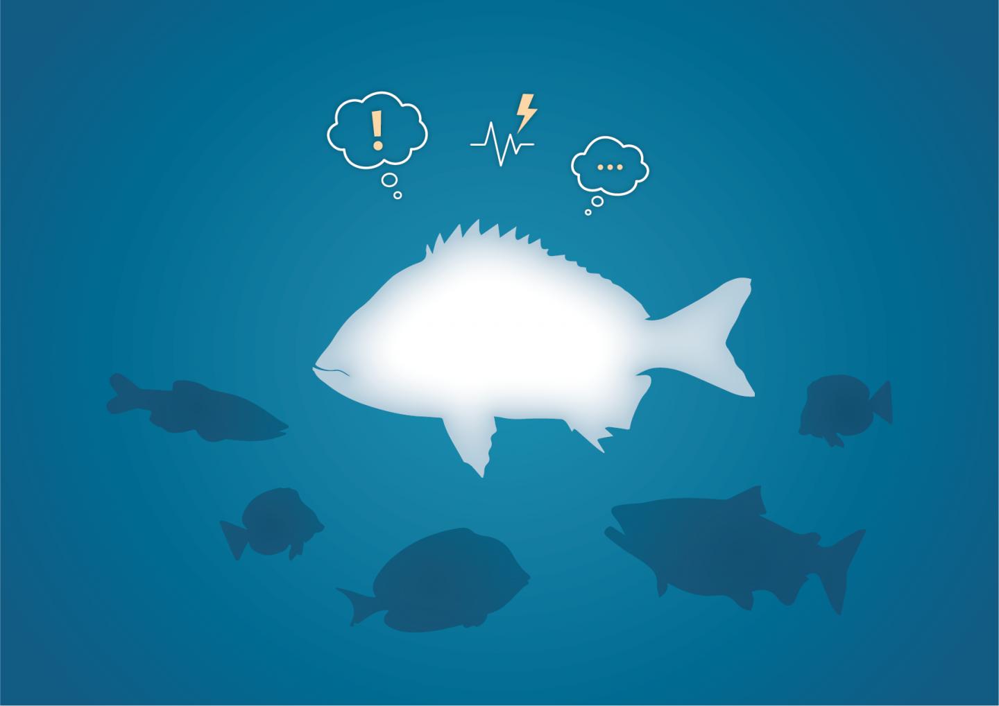 Emotional States Discovered in Fish
