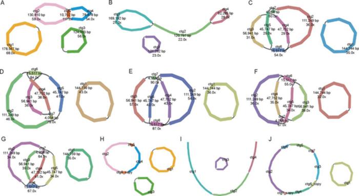 Fig.1. Draft assemblies and main structures of the seven mitogenomes.