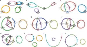 Fig.1. Draft assemblies and main structures of the seven mitogenomes.