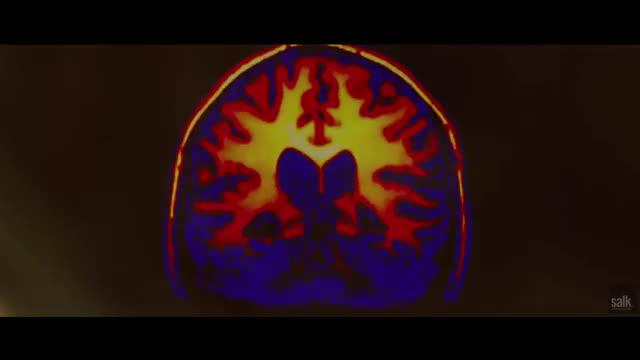 How the Brain Recognizes What the Eye Sees 2