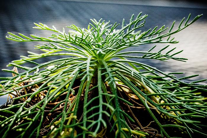 Plants' Amazing Powers of Regeneration