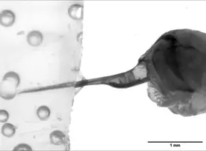 High-speed videography (100fps) of the stinger pumping venom into an artificial skin mimic.