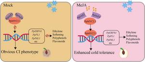 Proposed working model demonstrating the positive regulatory function of PpMYC2.1 in improving cold tolerance.