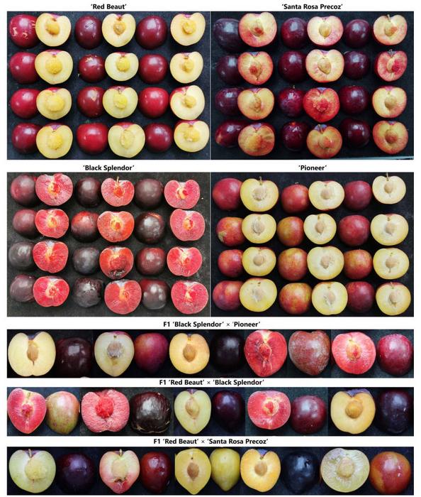 Illustrative images of several fruits of each parental genotype and fruits of each population evaluated in this study.