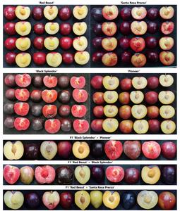 Illustrative images of several fruits of each parental genotype and fruits of each population evaluated in this study.
