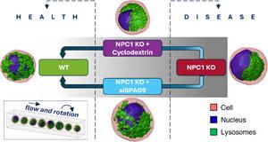 Label-Free 3D Imaging of Lysosomal Remodeling in Niemann-Pick Type C1 Disease Models Using HTFC