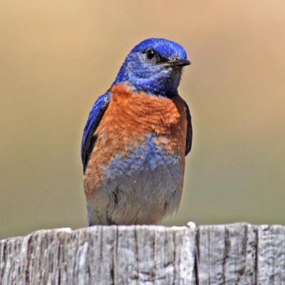 A western Bluebird