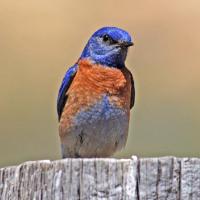 A western Bluebird