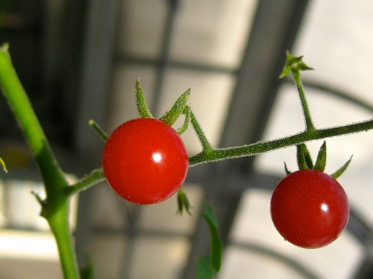 Currant Tomato