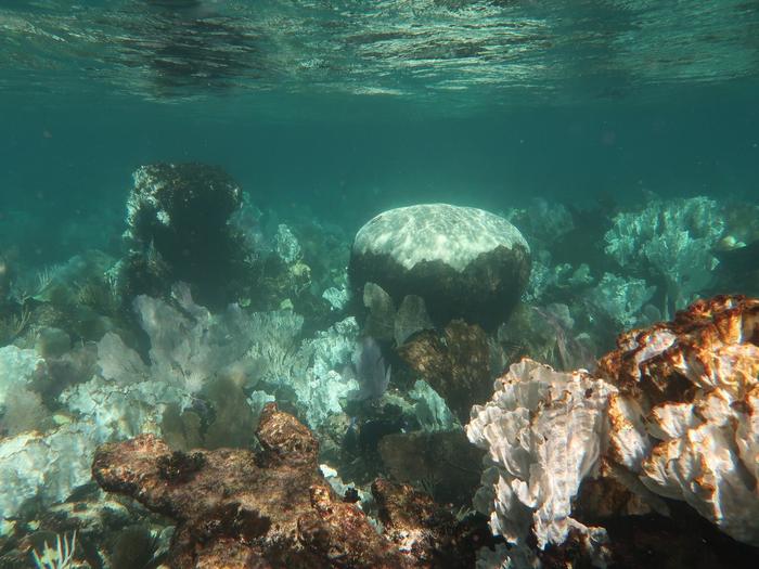 Widespread bleaching
