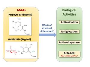 Structural Differences in MAAs and Their Impact on Biological Activities
