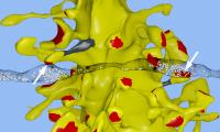 Memory Capacity of Brain Is 10 Times More Than Previously Thought