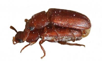 Can Inbreeding Explain Female Promiscuity? (1 of 3)