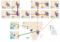 Ivory Shipments: Linkage Maps