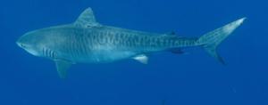 Tiger shark