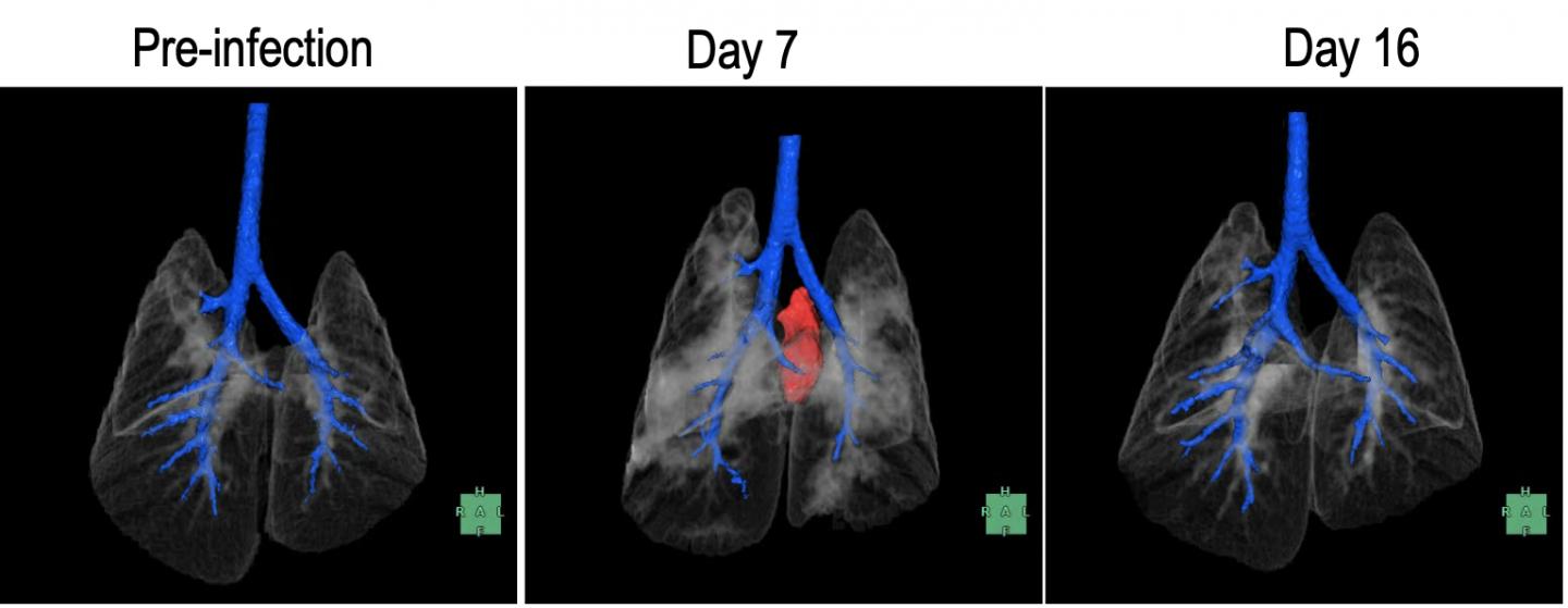 Lung CT scans Hamster COVID