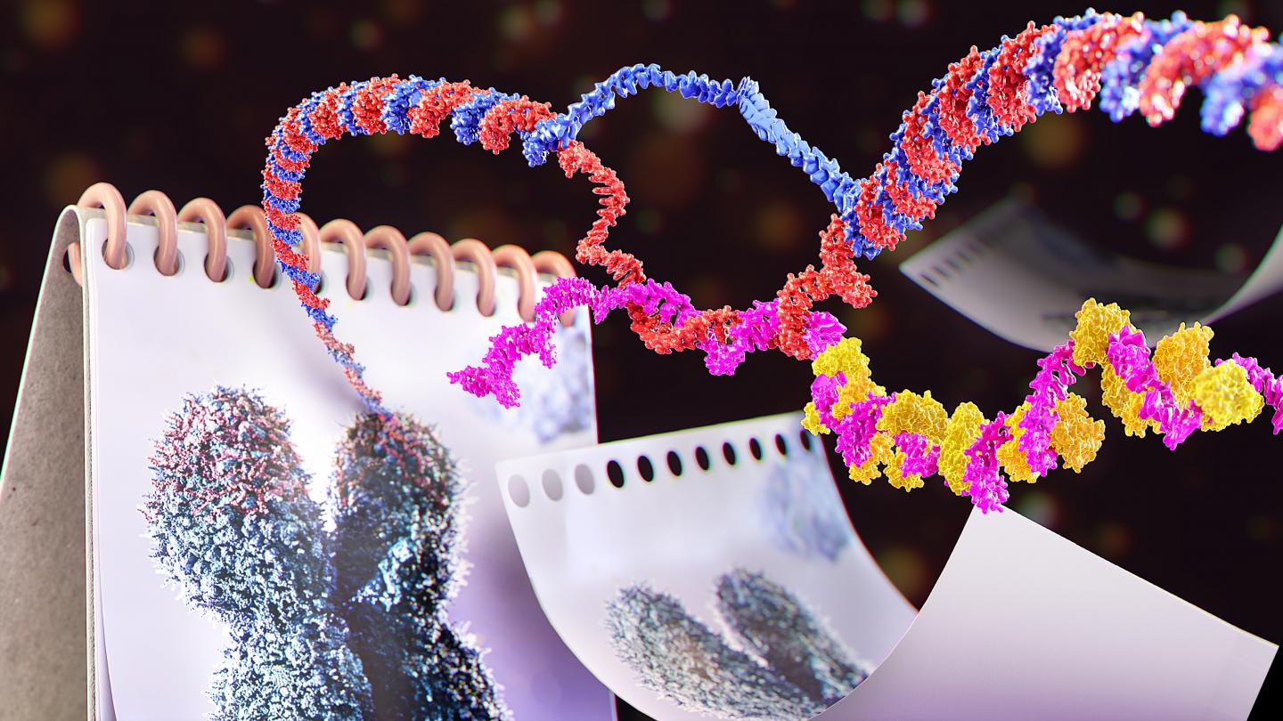 Scientists Home in on the Mechanism that Protects Cells from Premature Aging