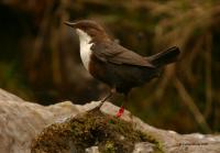 Stress in Early Life has a Lasting Impact on Male Birds' Song 3