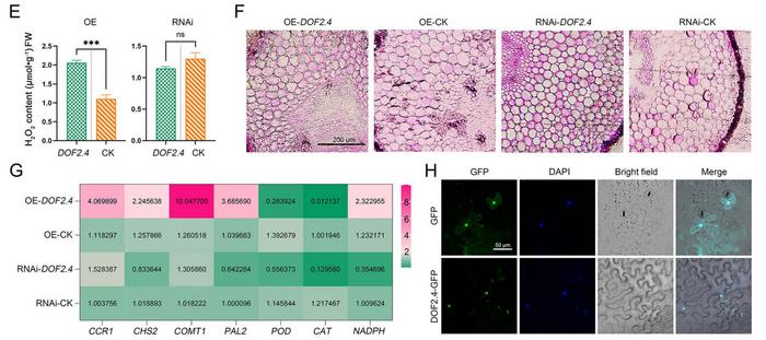 Analysis of rough Lemon Hairy Root Transformation of CjDOF2.4.