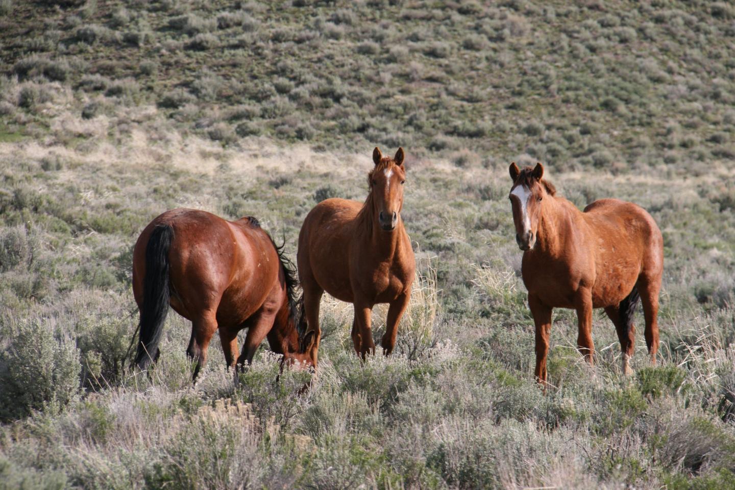 Free Roaming Horses