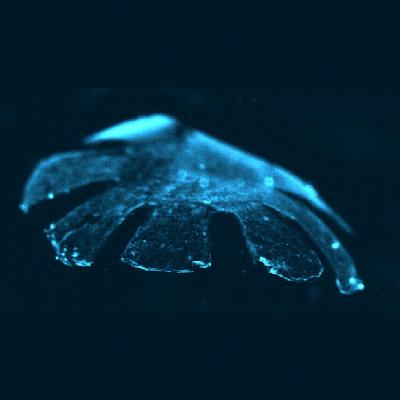 Artificial Jelly