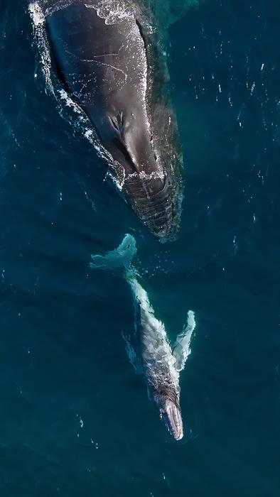 A mother and baby humpback whale in Kiama, New South Wales, Australia